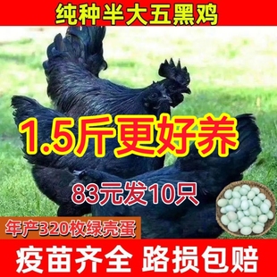 一斤五黑鸡活苗绿壳蛋土鸡乌鸡农家散养纯黑乌鸡神农架乌骨鸡鸡苗