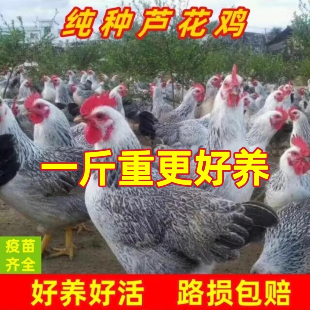 纯种一斤重白芦花鸡高产蛋农家散养稻花鸡活苗下蛋母鸡鹊山鸡活体