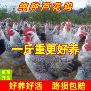 纯种一斤重白芦花鸡高产蛋农家散养稻花鸡活苗下蛋母鸡鹊山鸡活体