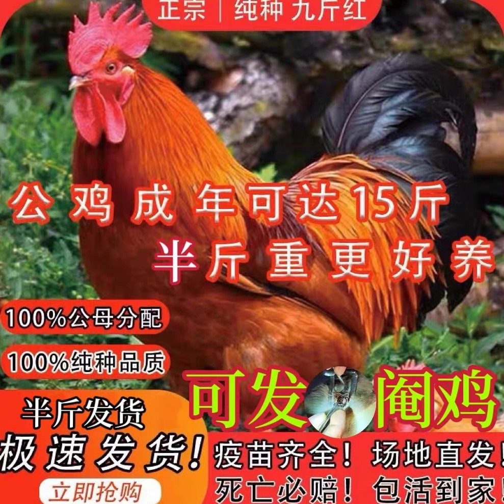 一九斤红公鸡活苗1.5斤红瑶鸡苗公鸡肉鸡红玉380小鸡活苗阉鸡活苗