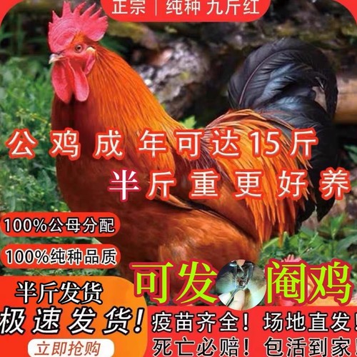 九斤红公鸡肉鸡红玉380小鸡活苗