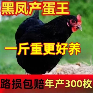 一斤红冠纯种黑凤鸡散养母鸡下蛋母鸡黑凤土鸡活苗脱温小鸡活苗
