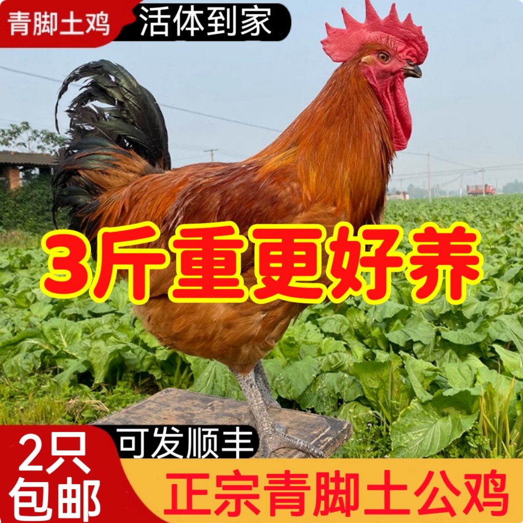 农家散养3斤重大公鸡活体成年鸡雪山草红公鸡产蛋母鸡青脚土鸡,农用物资,动物种苗,淘宝优惠券,粉丝福利购,淘宝优惠卷