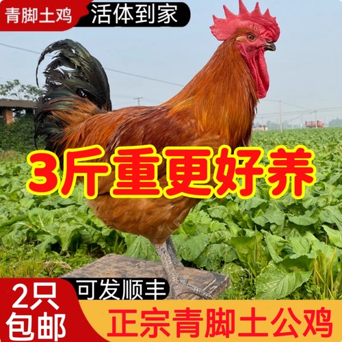 农家散养3斤重大公鸡活体成年鸡雪山草红公鸡产蛋母鸡青脚土鸡