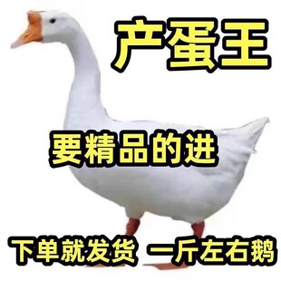 纯种一斤小鹅活苗大种白鹅苗皖西鹅四季鹅三花鹅高产蛋鹅苗活体