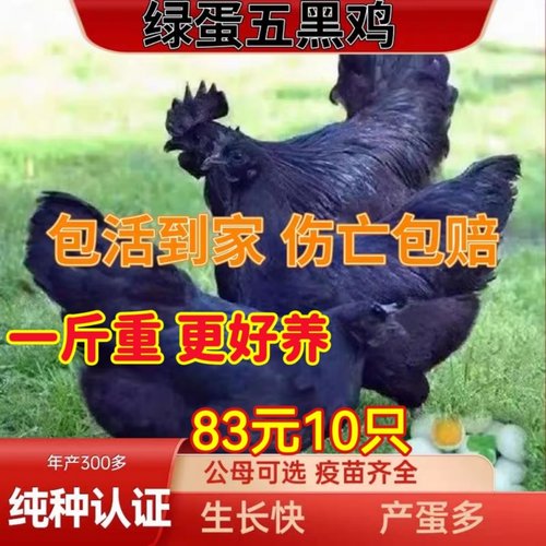 散养一斤五黑鸡活苗小鸡乌骨鸡崽半斤绿壳蛋黑乌鸡土鸡脱温鸡苗