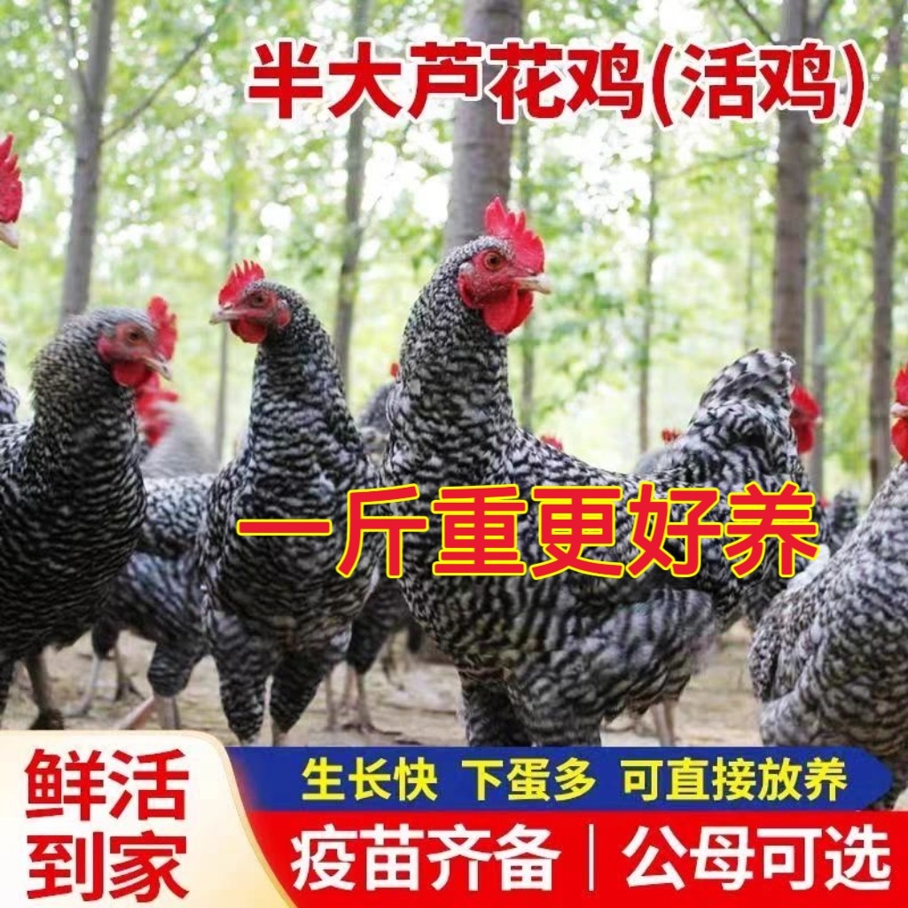 半斤芦花鸡活苗纯种一斤黑白芦花鸡苗脱温鸡苗散养鸡活体小鸡苗