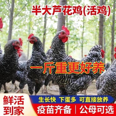 半斤芦花鸡活苗纯种一斤黑白芦花鸡苗脱温鸡苗散养鸡活体小鸡苗