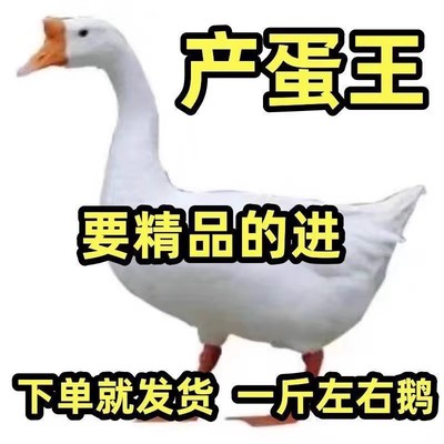 皖西大白鹅高产蛋鹅苗四季鹅