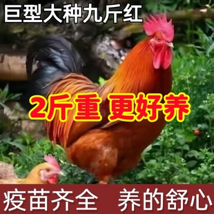 一九斤红公鸡活苗1.5斤红瑶鸡苗公鸡肉鸡红玉380小鸡活苗阉鸡活苗