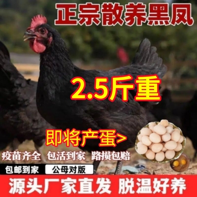 2.5斤红冠纯种黑凤鸡散养母鸡下蛋母鸡黑凤土鸡活苗脱温小鸡活苗