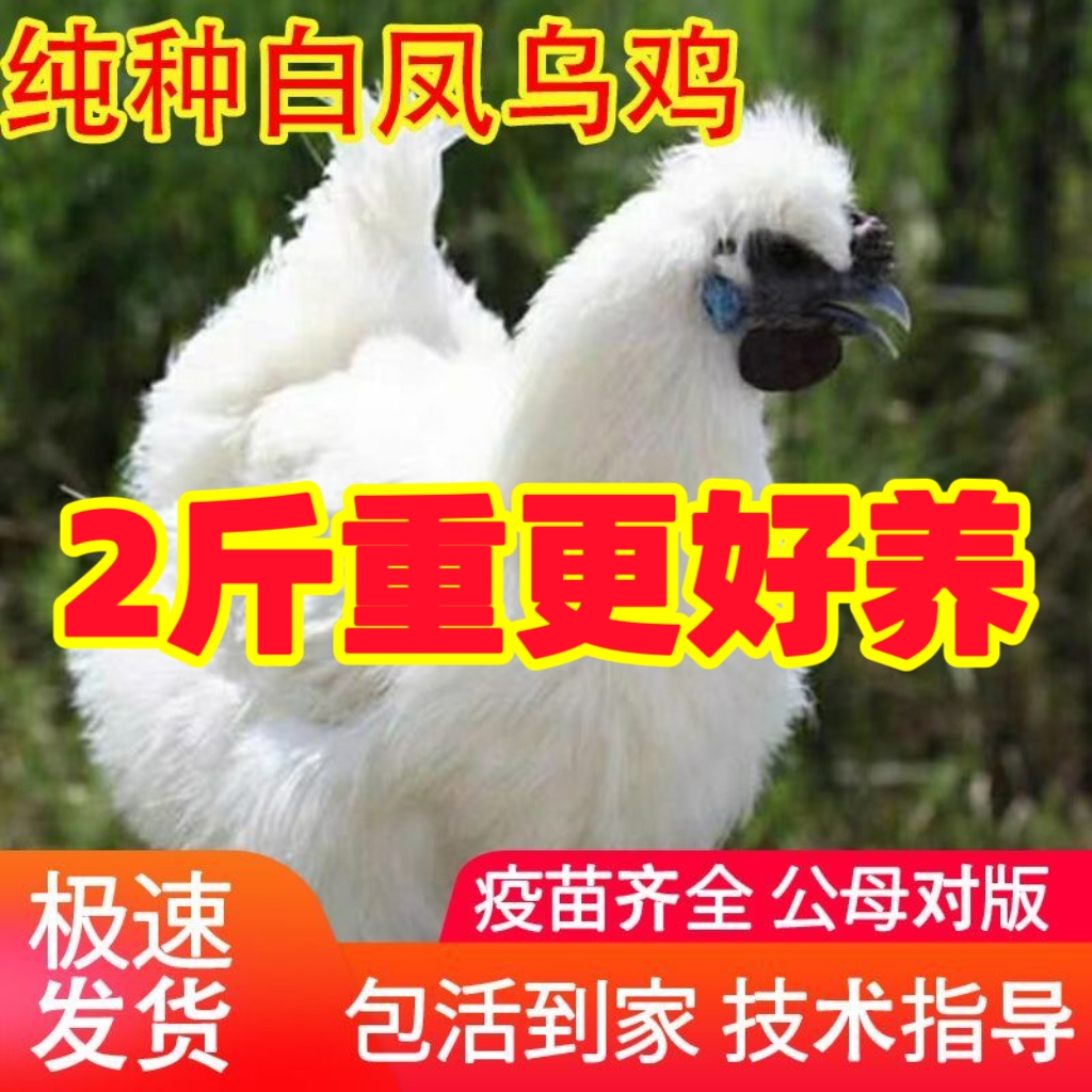 活体脱温乌骨鸡散养土鸡