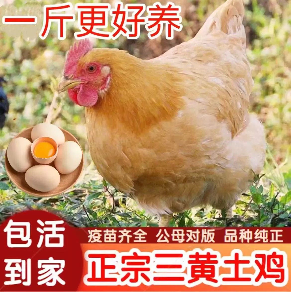 三黄土鸡青年鸡蛋鸡一斤三黄鸡散养家鸡高产蛋鸡脱温鸡苗小鸡活苗