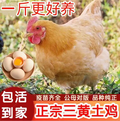 三黄土鸡青年鸡蛋鸡一斤三黄鸡散养家鸡高产蛋鸡脱温鸡苗小鸡活苗