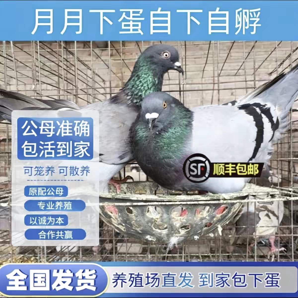 元宝鸽下蛋繁殖观赏信鸽肉鸽鸽子