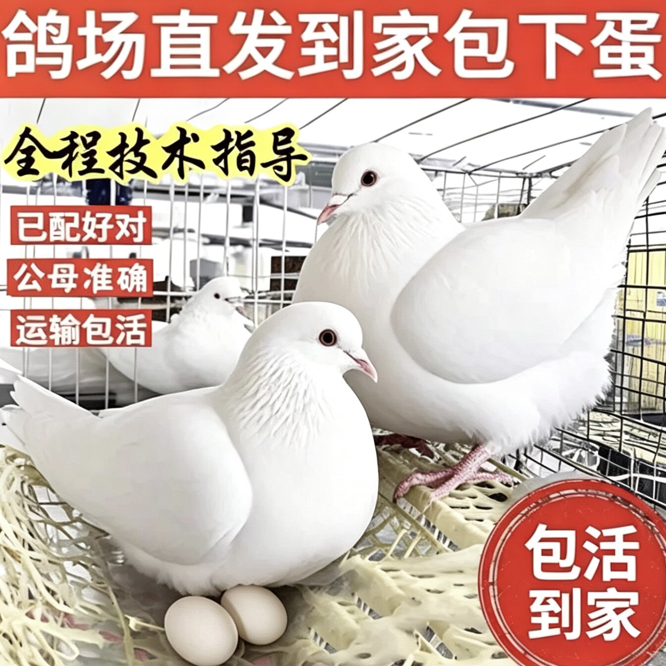 纯种落地王鸽子活一对种鸽正宗元宝鸽下蛋繁殖观赏鸽信鸽肉鸽鸟类