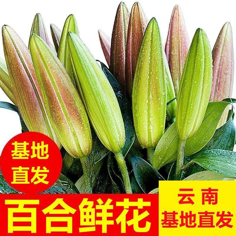 百合花香水百合花鲜花云南鲜昆明基地直发批礼物鲜切家用水养插花