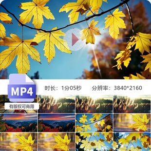 高清金秋秋分深秋枫叶银杏红树林阳光逆光航拍大自然风景视频素材