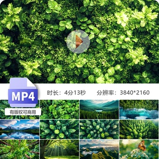 高清意境森林大自然山水空镜万物复苏清晨逆光影雾气树原视频素材