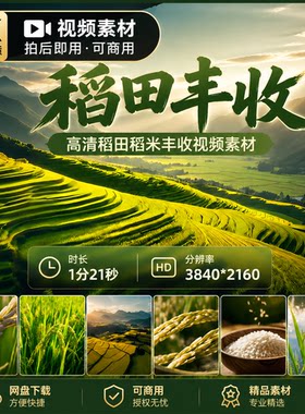 高清稻田稻米丰收大颗粒五常杂交水稻穗北方乡村航拍视频素材