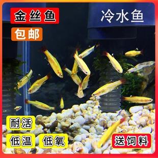冷水鱼冬天不加温耐低温冷水不怕冷的观赏鱼家养鱼好养小鱼活