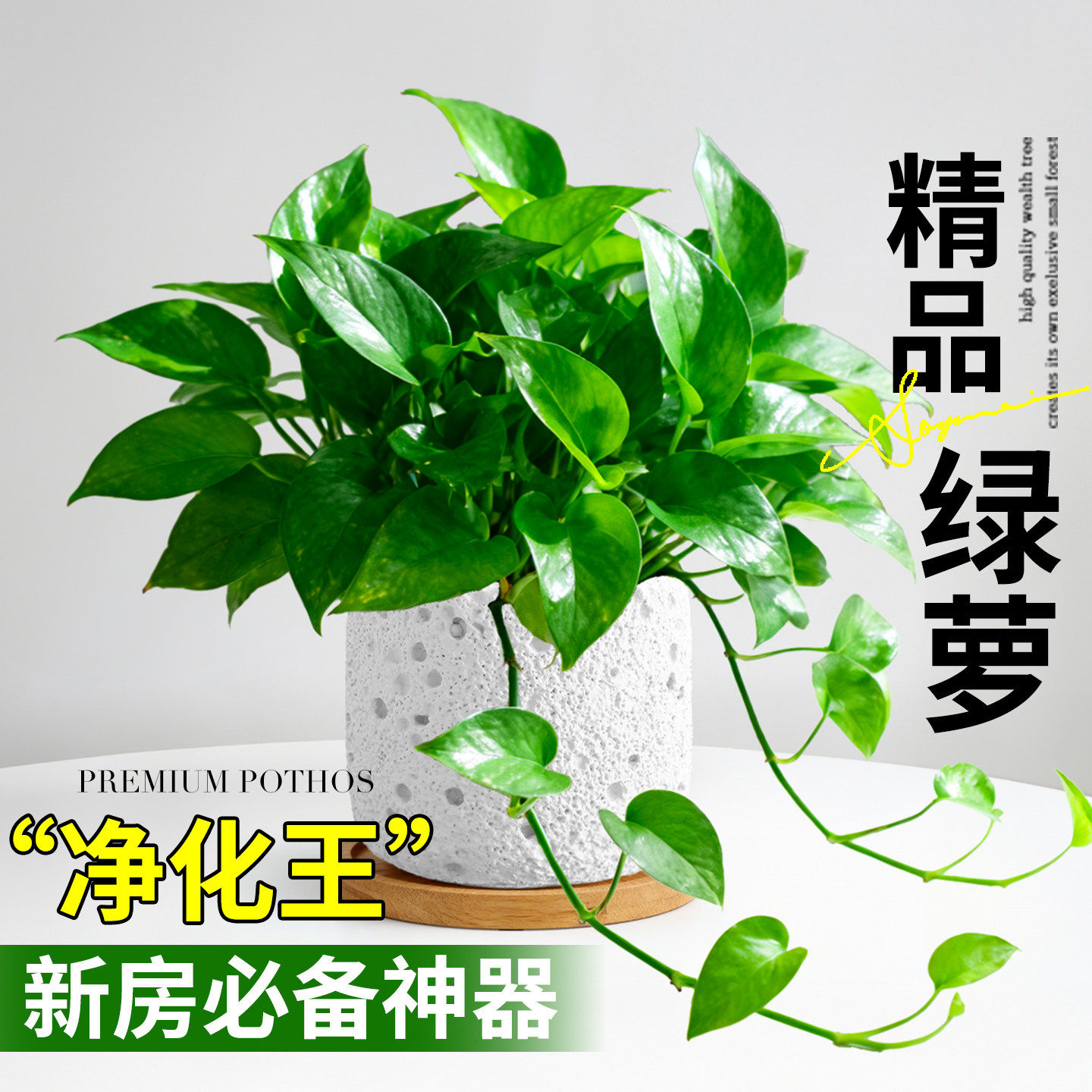 绿萝盆栽室内水培家用客厅办公室桌面绿植物桌面摆件四季净化空气,鲜花速递/花卉仿真/绿植园艺,绿植,淘宝优惠券,粉丝福利购,淘宝优惠卷