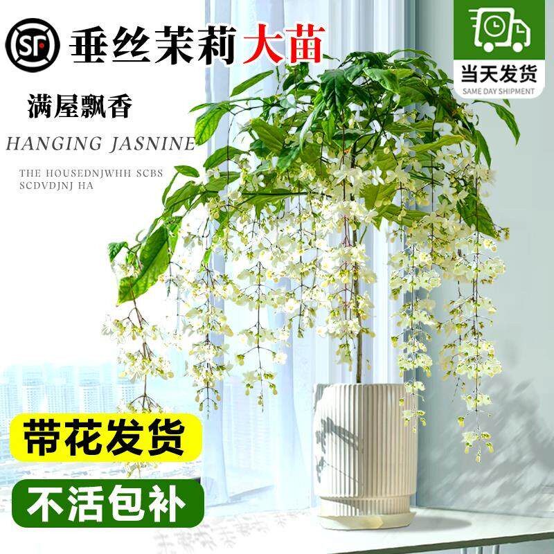 泰国垂丝茉莉盆栽带花苞老桩特大号专用肥营养液大苗水培花卉绿植