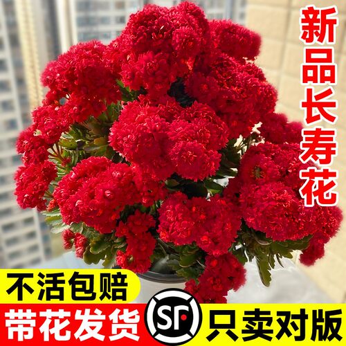 新品长寿花盆栽带花苞精品花重瓣