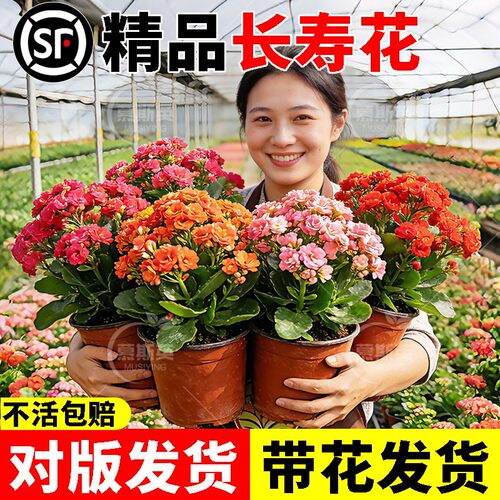 长寿花盆栽带花苞大花新品精品