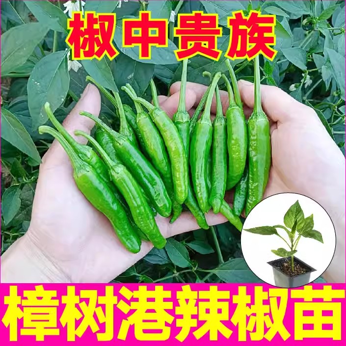 正宗樟树港辣椒苗四季朝天