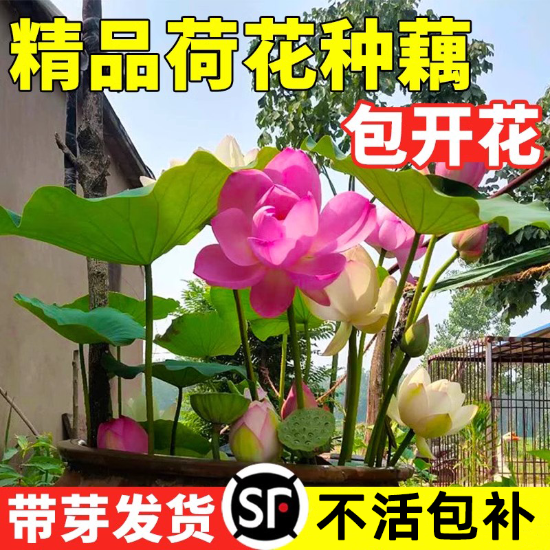 荷花盆栽水养观赏莲种根四