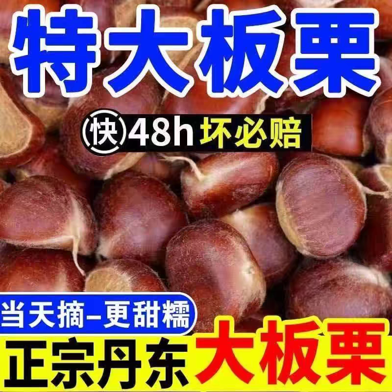 2026年新鲜丹东生板栗5斤板栗即食当季大板栗生栗锥栗大果毛栗子