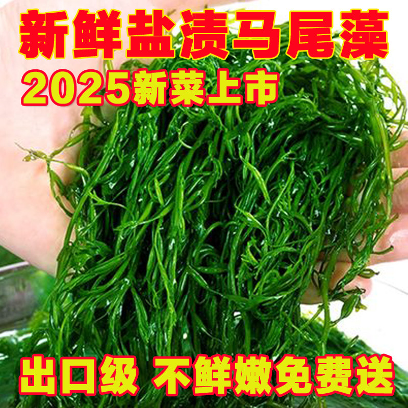 鞭炮笋新鲜海藻盐渍马尾藻海草长寿菜羊栖菜海带海菜火锅霞浦商用
