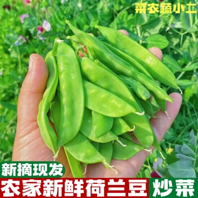 云南荷兰豆新鲜豆荚甜脆豌豆角