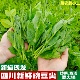 蔬菜新掐现发豌豆苗龙须菜半斤 四川豌豆尖新鲜农家当季 4斤