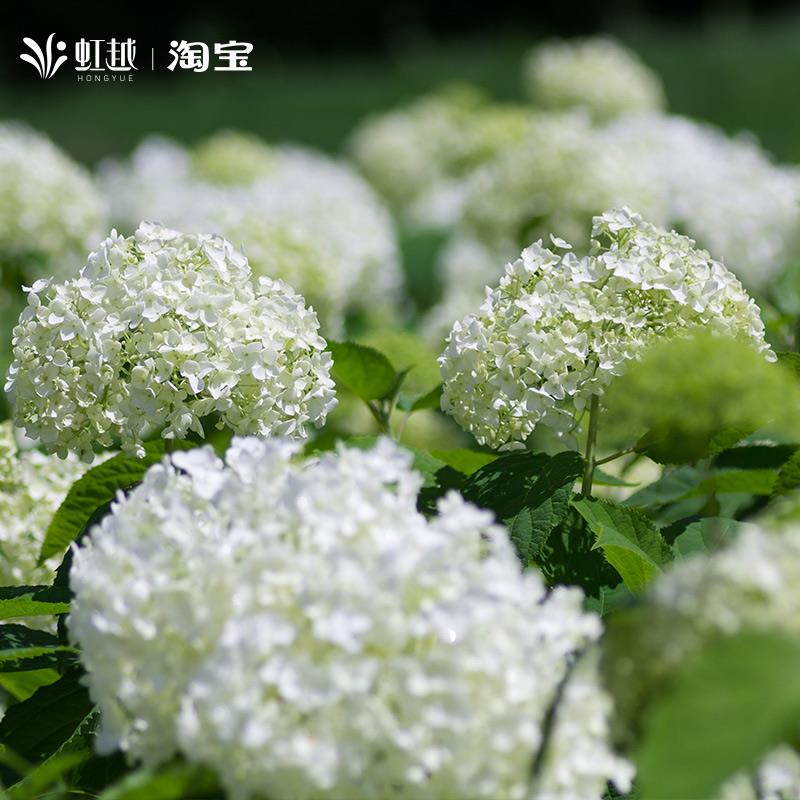 虹越乔木绣球花盆栽粉色贝拉安娜室外庭院地栽耐热耐寒多年生植物