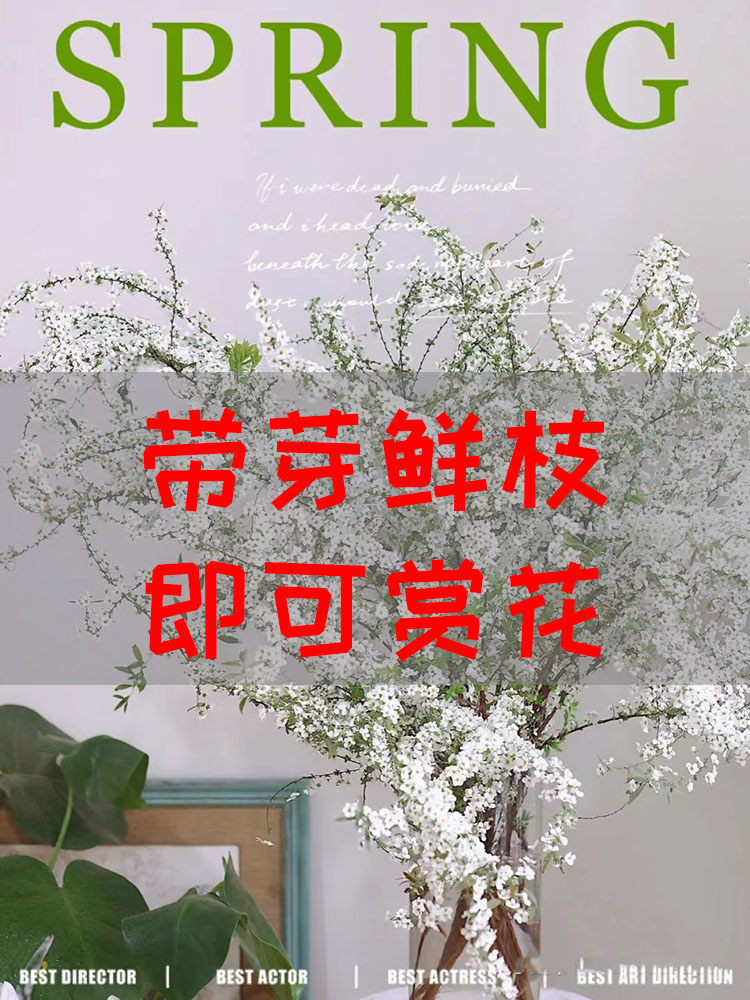 雪柳鲜枝干枝支重瓣盆栽插花水培养植物室内好养活绿植遇水开花卉