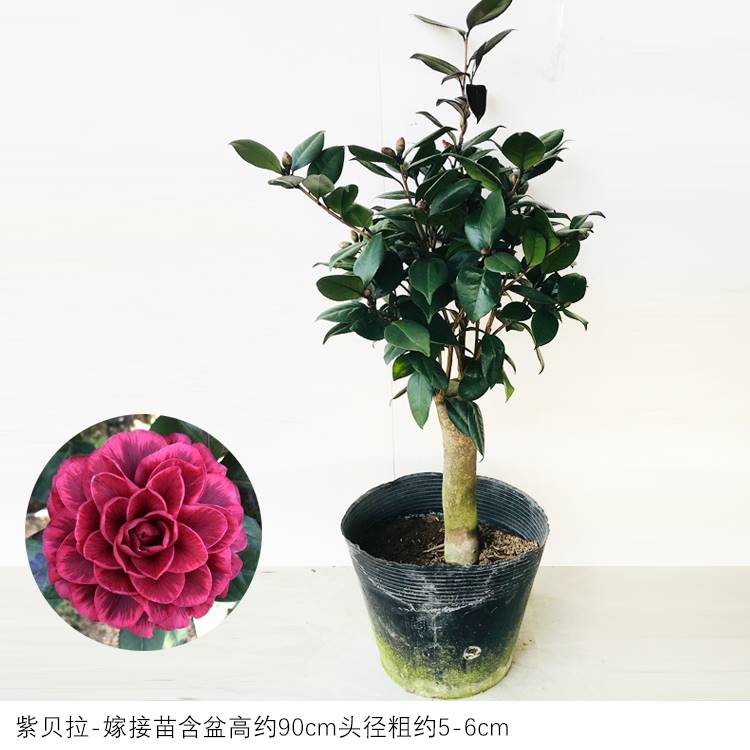 红叶贝拉紫黑贝拉纯色茶花盆栽树苗室内花卉好养绿植庭院青贝拉苗