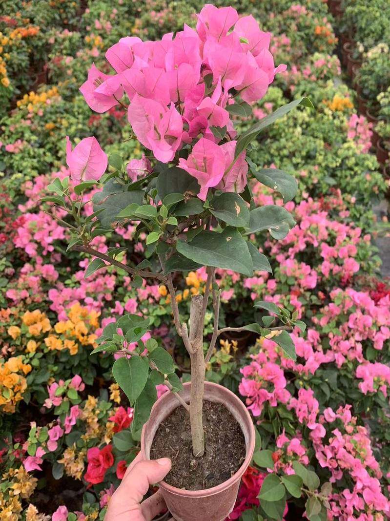 三角梅盆栽带花发货四季开花爬藤植物阳台小花卉庭院勤花好养大苗