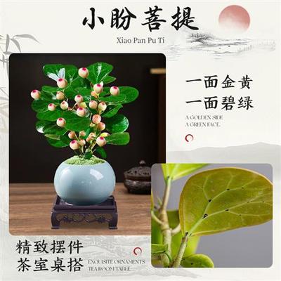 小盼菩提树盆栽植物室内禅意盆景办公室桌面好养净化空气观叶绿植