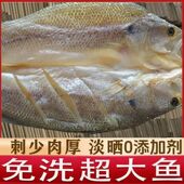 海鲈鱼干风干鲈鱼海鲈鱼开背鲜活新鲜鲈鱼海鲜海鱼干淡盐黄花鱼干
