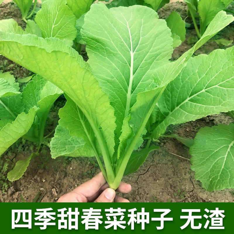 四季甜春菜种子无渣种籽春秋农家小白菜甜脆菜园庭院阳台盆栽蔬菜