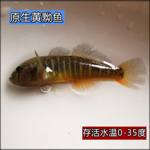 原生鱼黄黝鱼黄幼鱼黄肚鱼观赏鱼小型冷水鱼活体底层溪流鱼好养活