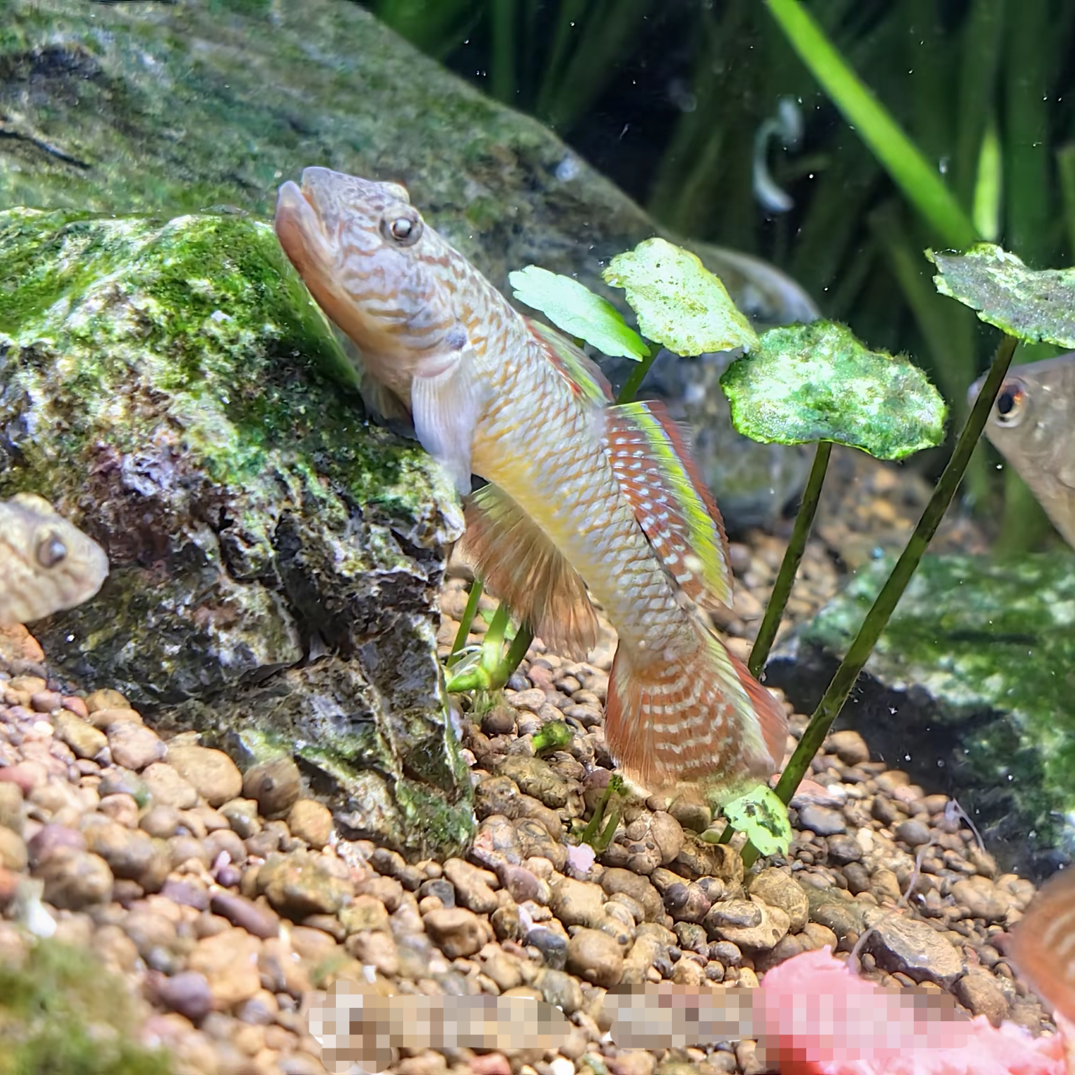 子陵吻虾虎鱼活鱼淡水观赏冷水原生鱼溪流极乐虾虎鱼底栖鱼好养