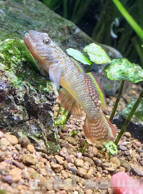 子陵吻虾虎鱼活体淡水冷水好养