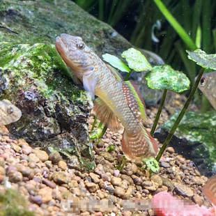 子陵吻虾虎鱼活鱼淡水观赏冷水原生鱼溪流极乐虾虎鱼底栖鱼好养