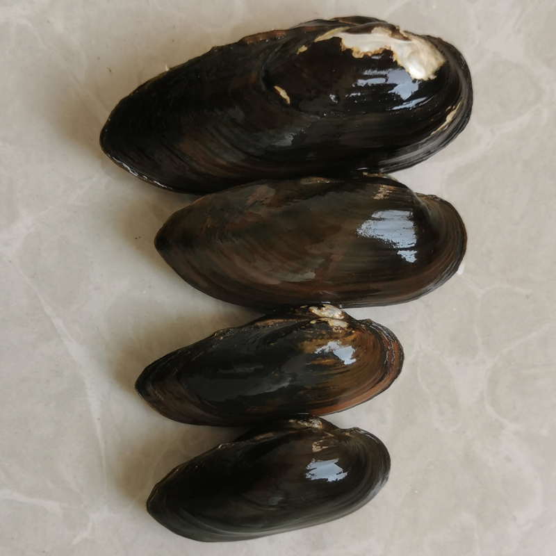 杜氏河蚌观赏鳑鲏鱼繁殖活化底砂净化水质圆顶珠蚌鱼缸原生淡水蚌