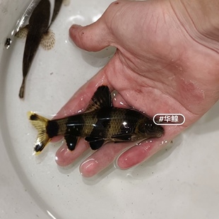 华鳈鱼华泉花石斑鱼原生冷水观赏鱼溪流鱼熊猫鱼胭脂鱼活体底栖鱼