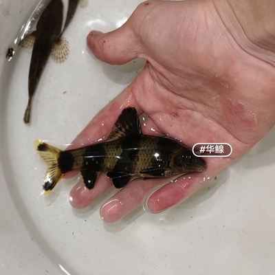 华鳈鱼原生冷水观赏鱼