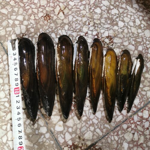淡水河蚌矛蚌剑蚌活体冷水观赏净化水质除鱼粪鳑鲏繁殖标本鲜活
